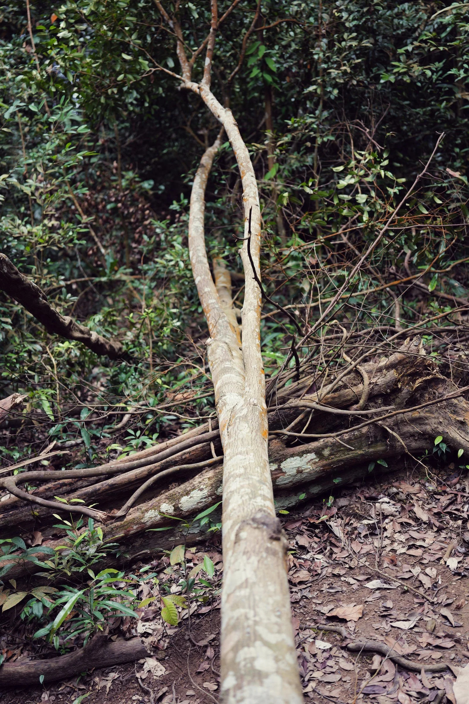 A pale fallen trunk leads into tangled branches and dense woodland.
