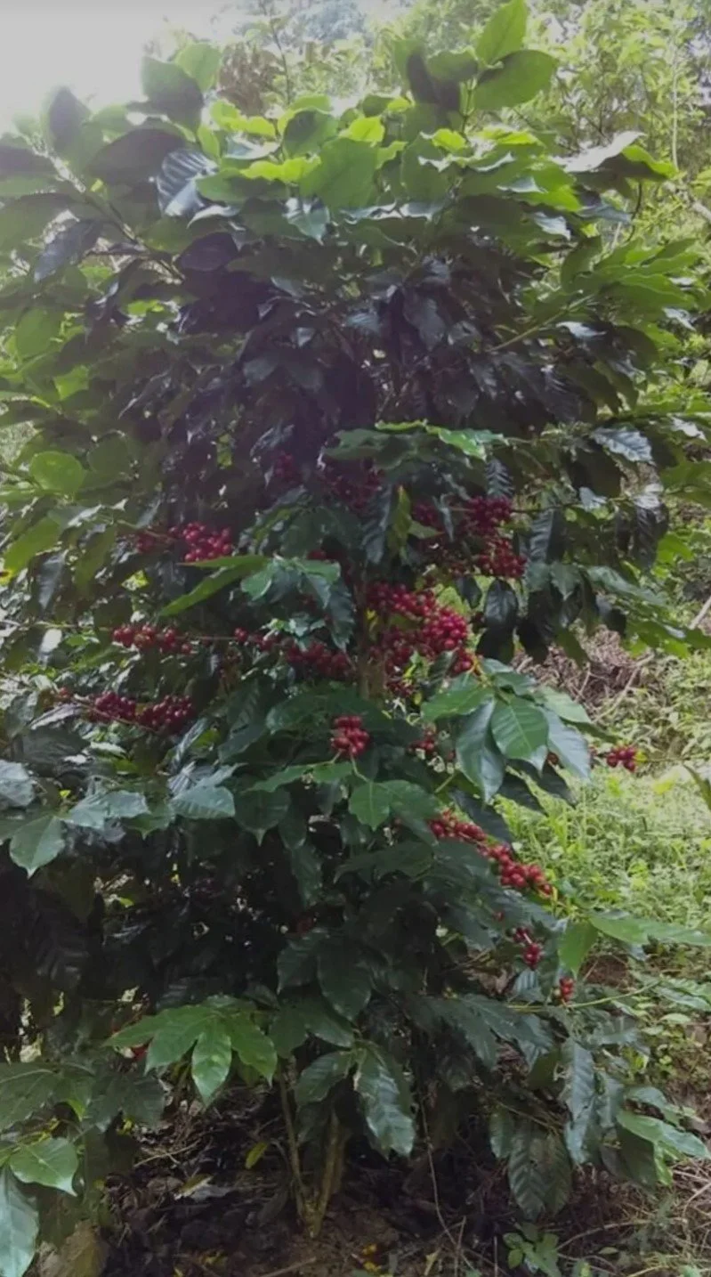 A coffee plant with dark green, glossy leaves and red coffee cherries growing on its branches.