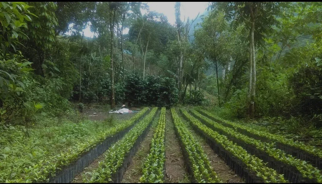 Rows of young plants growing in black trays in a lush green forest setting.