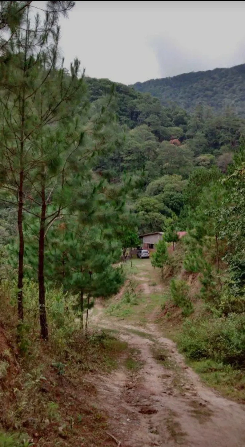 A dirt road leading to a small house surrounded by dense green trees and forested hills under a cloudy sky.