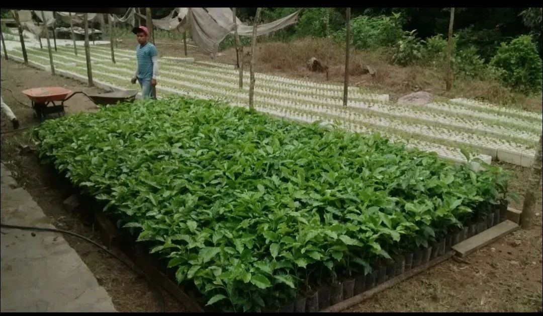 A young man in a striped shirt and red cap standing beside a large, lush green plant nursery with rows of seedlings and small plants in black plastic containers, in an outdoor farm setting surrounded by trees and fencing.