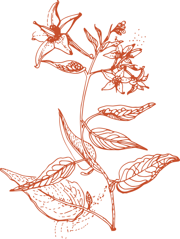 Line drawing of a flowering plant with leaves and petals, in a reddish-brown color on a black background.