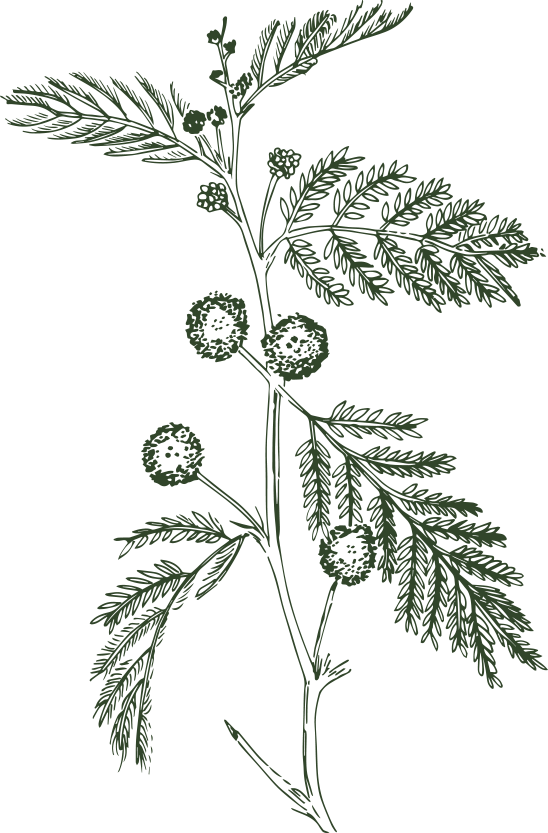 Illustration of a plant with fern-like leaves and round, spiky flower heads.