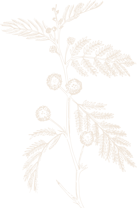 Black and white botanical illustration of a fern with round flower-like structures.