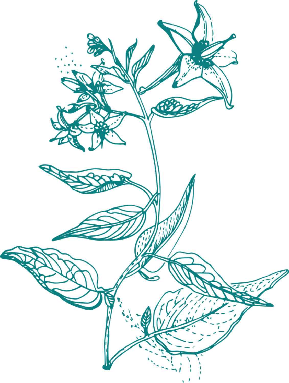 Line drawing of a flowering plant with multiple leaves and large flowers, depicted in teal against a black background.