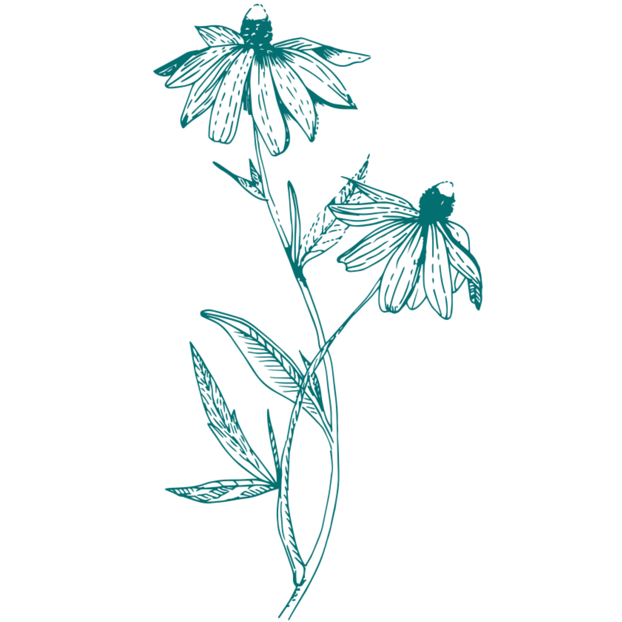 Line drawing of a flower with long, narrow petals and a trumpet-shaped corona.