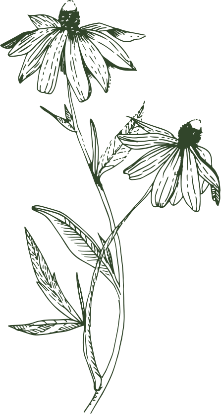 Line drawing of a flowering plant with two large flowers and multiple leaves on a black background.
