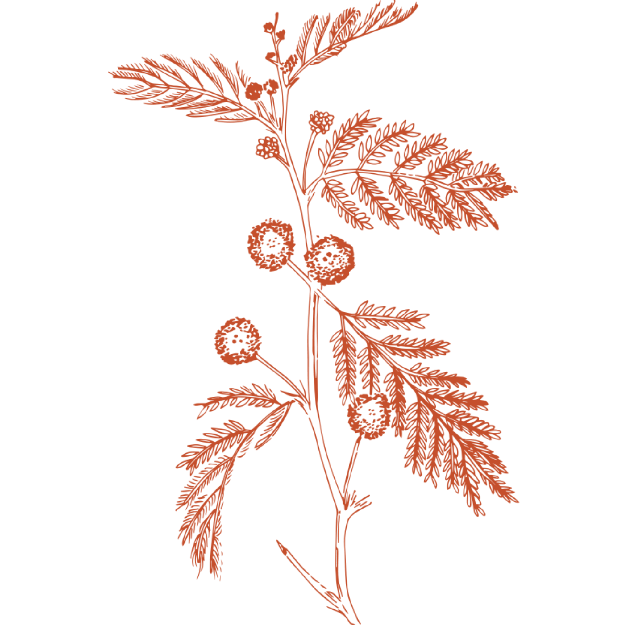 A detailed illustration of a plant with multiple fern-like leaves and small round seed pods on a black background.