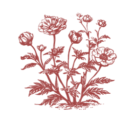 Illustration of a plant with multiple flowers and leaves