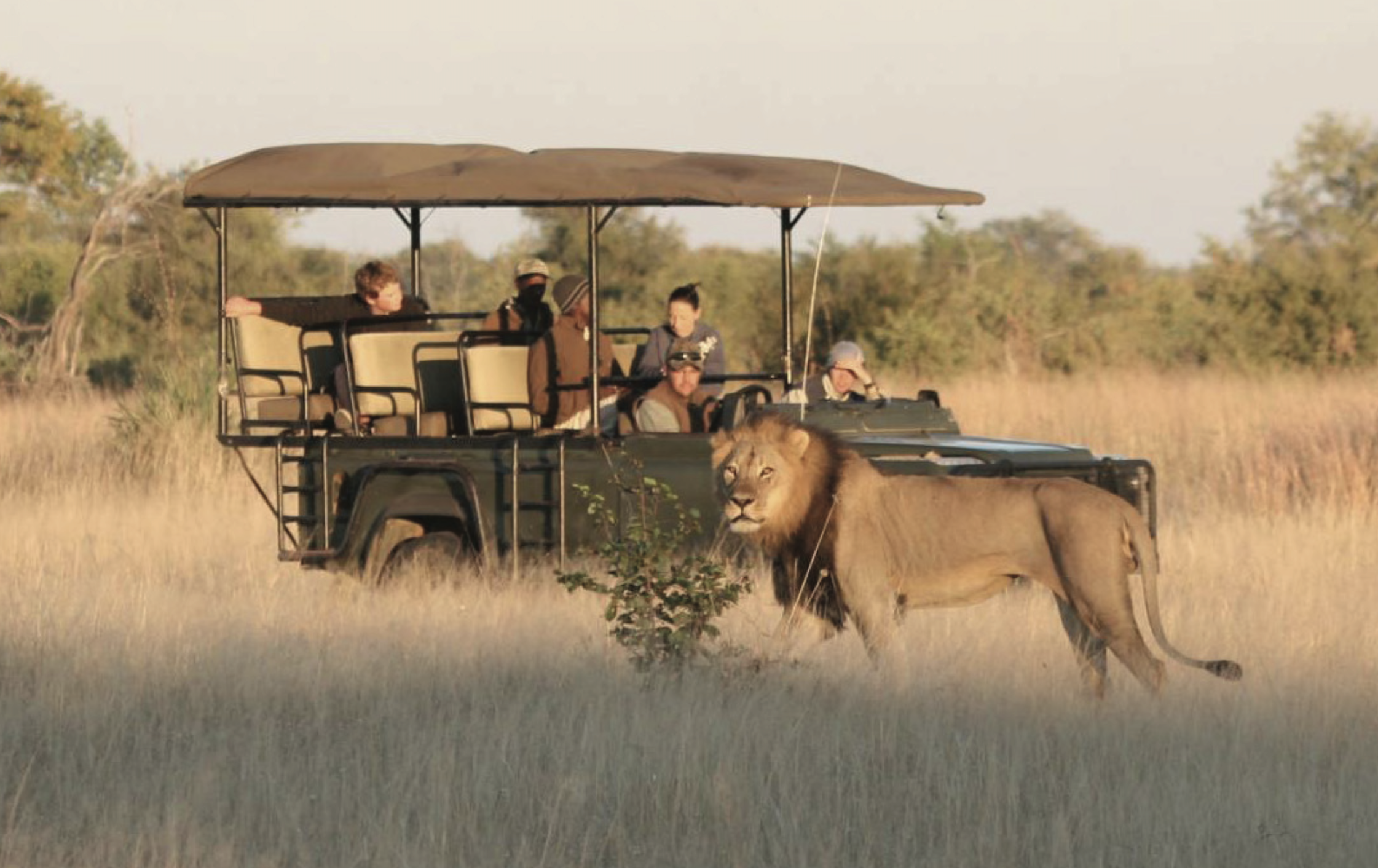 Wild Africa
