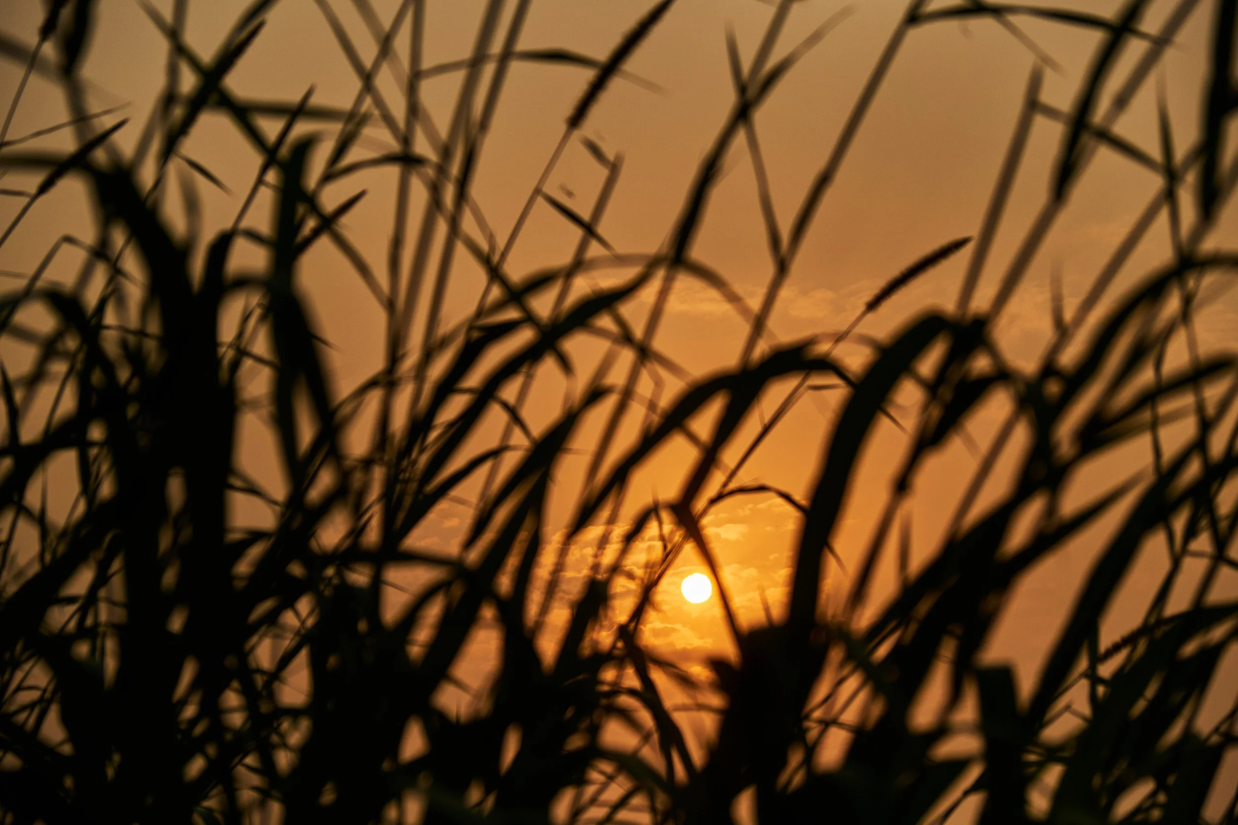 Shiv Ahuja_DSF2837_Ikea.jpg