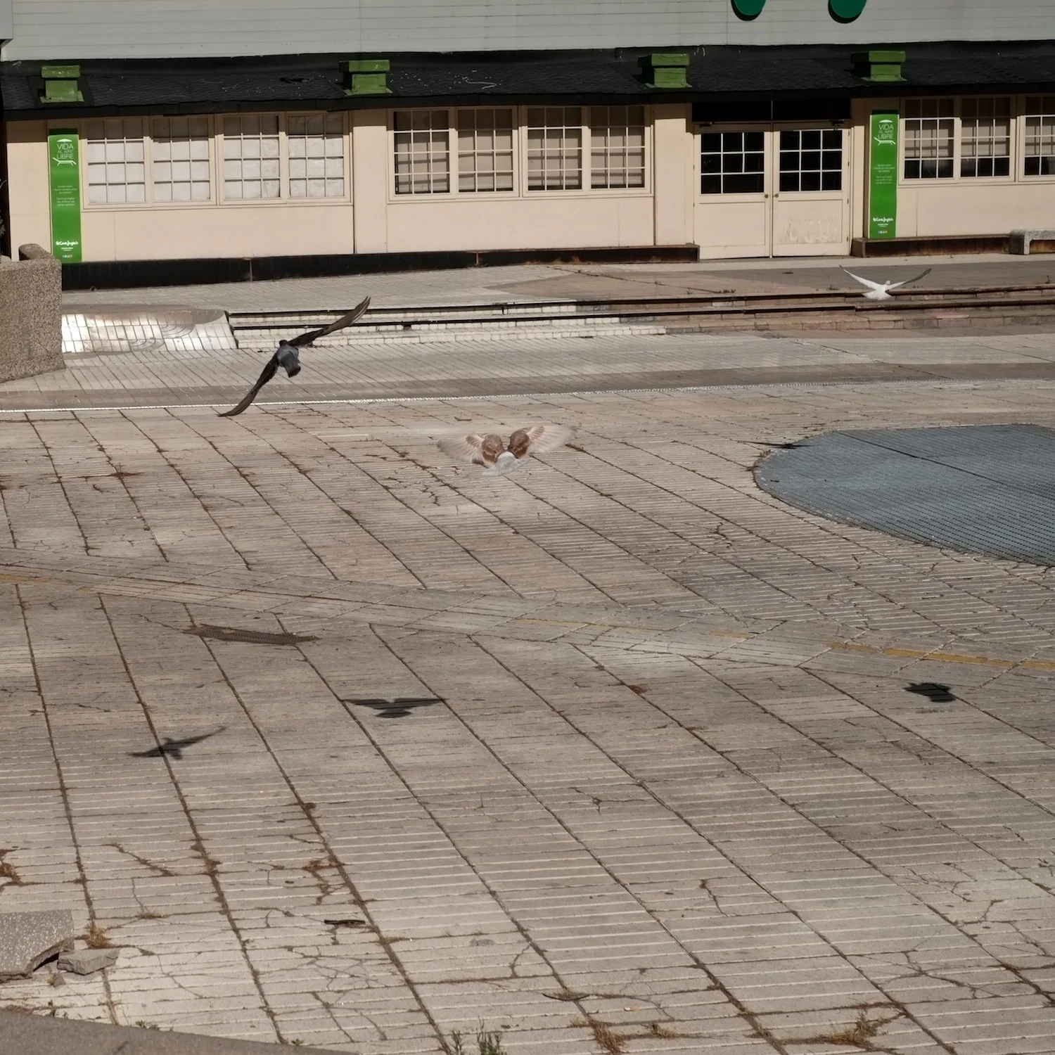 7_Shiv Ahuja__DSF8641.jpg