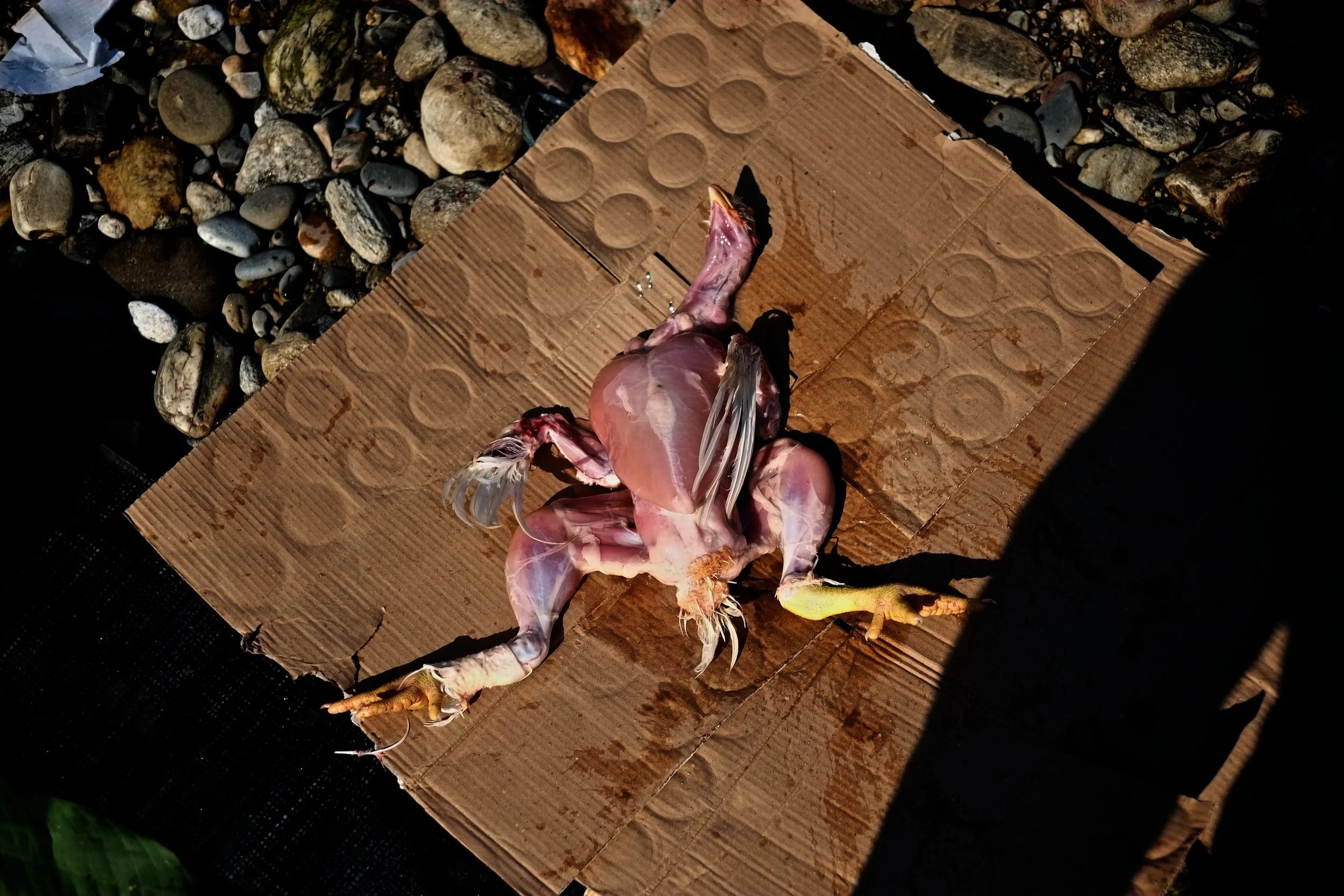 Shiv Ahuja__DSF6678.jpg