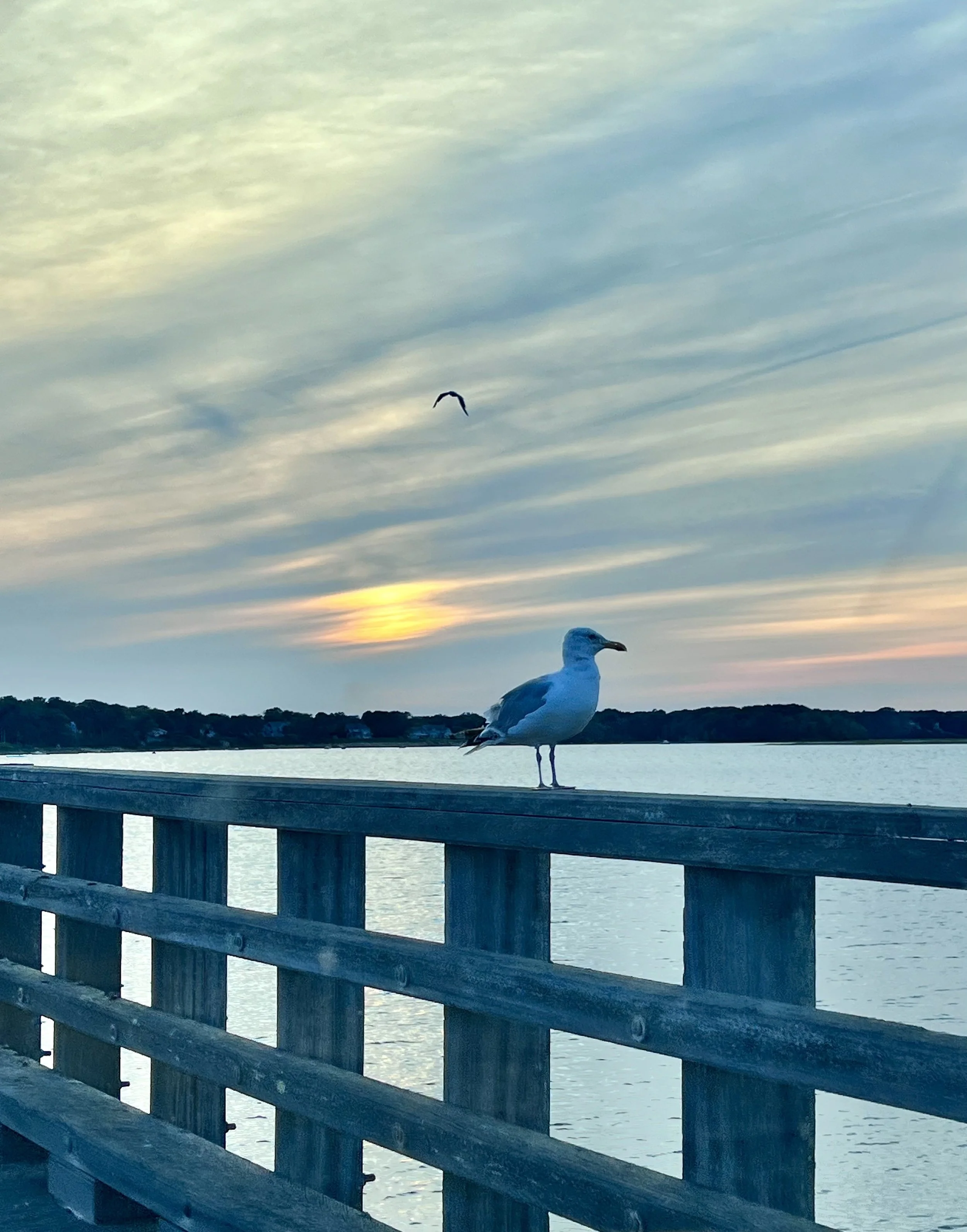 bridge bird.jpg