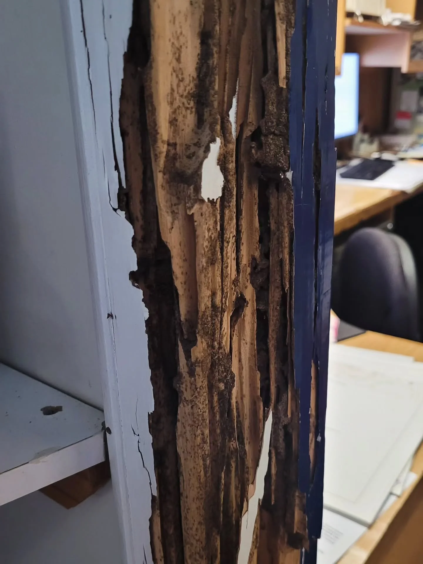 Severe termite damage identified to a timber door frame during inspection.

Damage like this can remain hidden behind paint and surface finishes for years before becoming obvious.

Regular timber pest inspections can help identify issues early and re