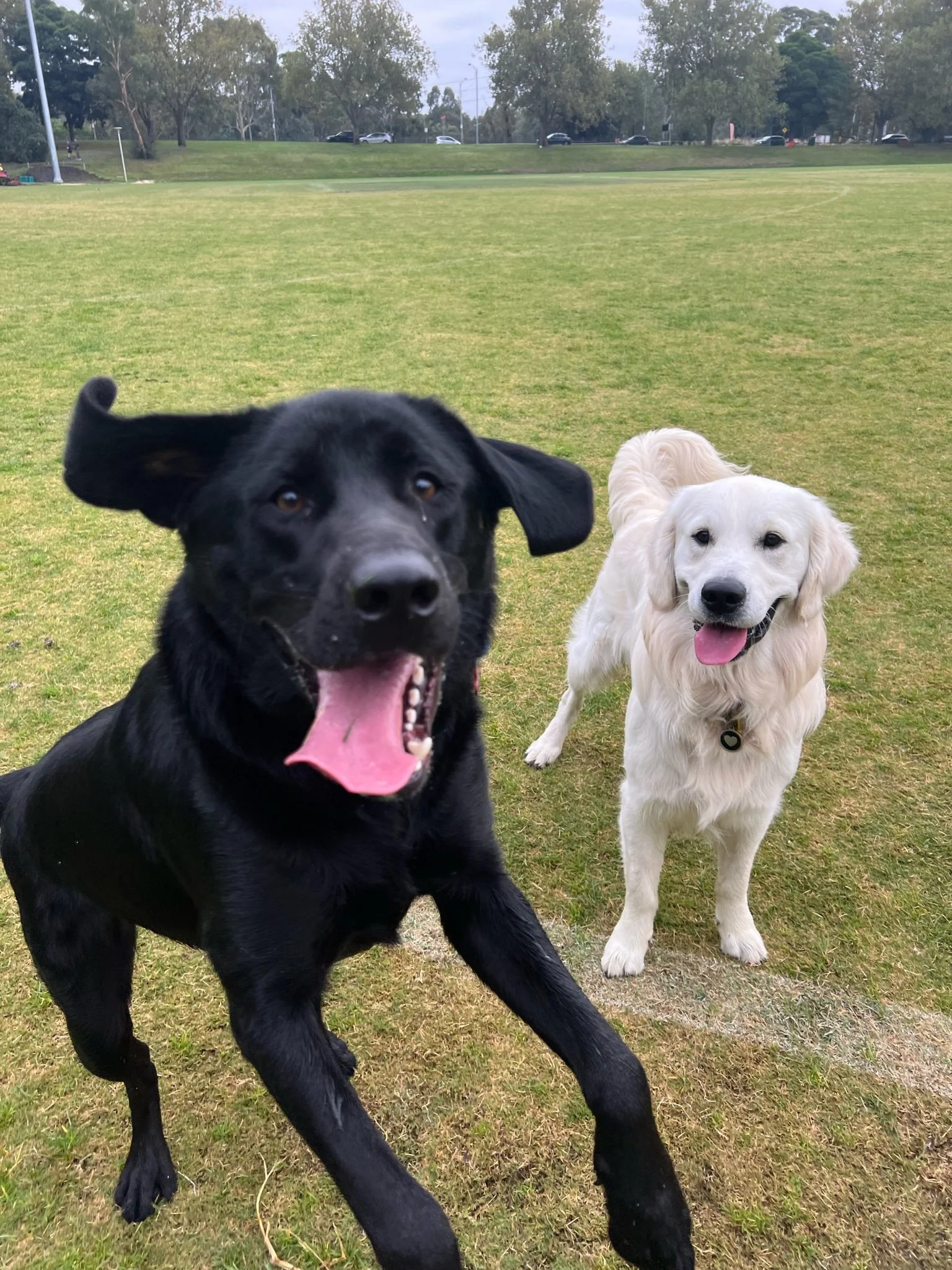 very happy dogs at the park