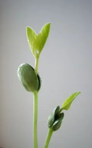 Springtime Foods