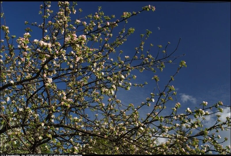 Spring to Life