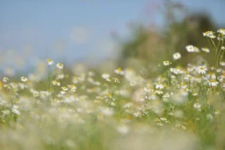 Spring into Action and Get on Top of Hayfever
