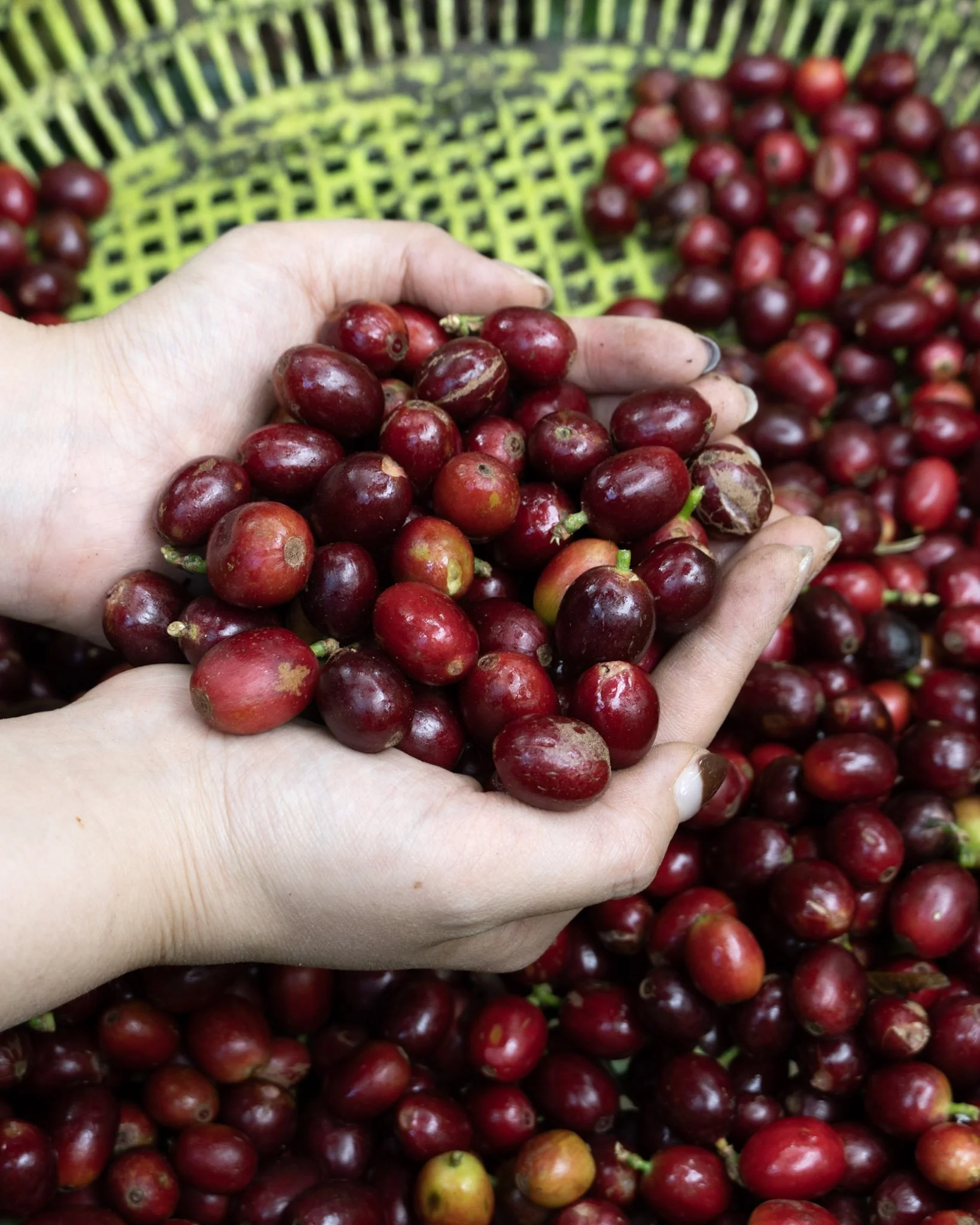 Catimor Medium Dark Roast Coffee Beans /カティモール　中深煎り