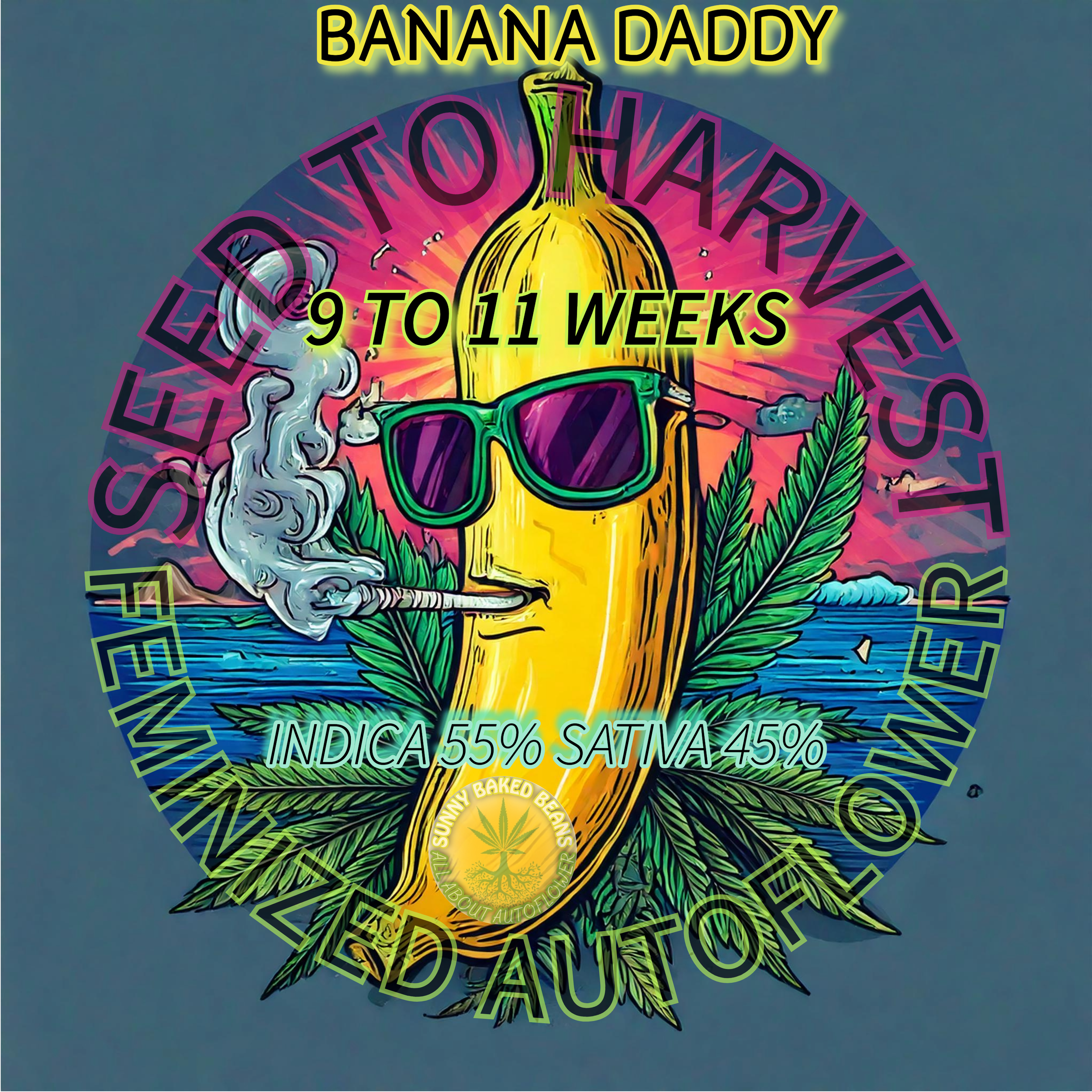 Banana Daddy