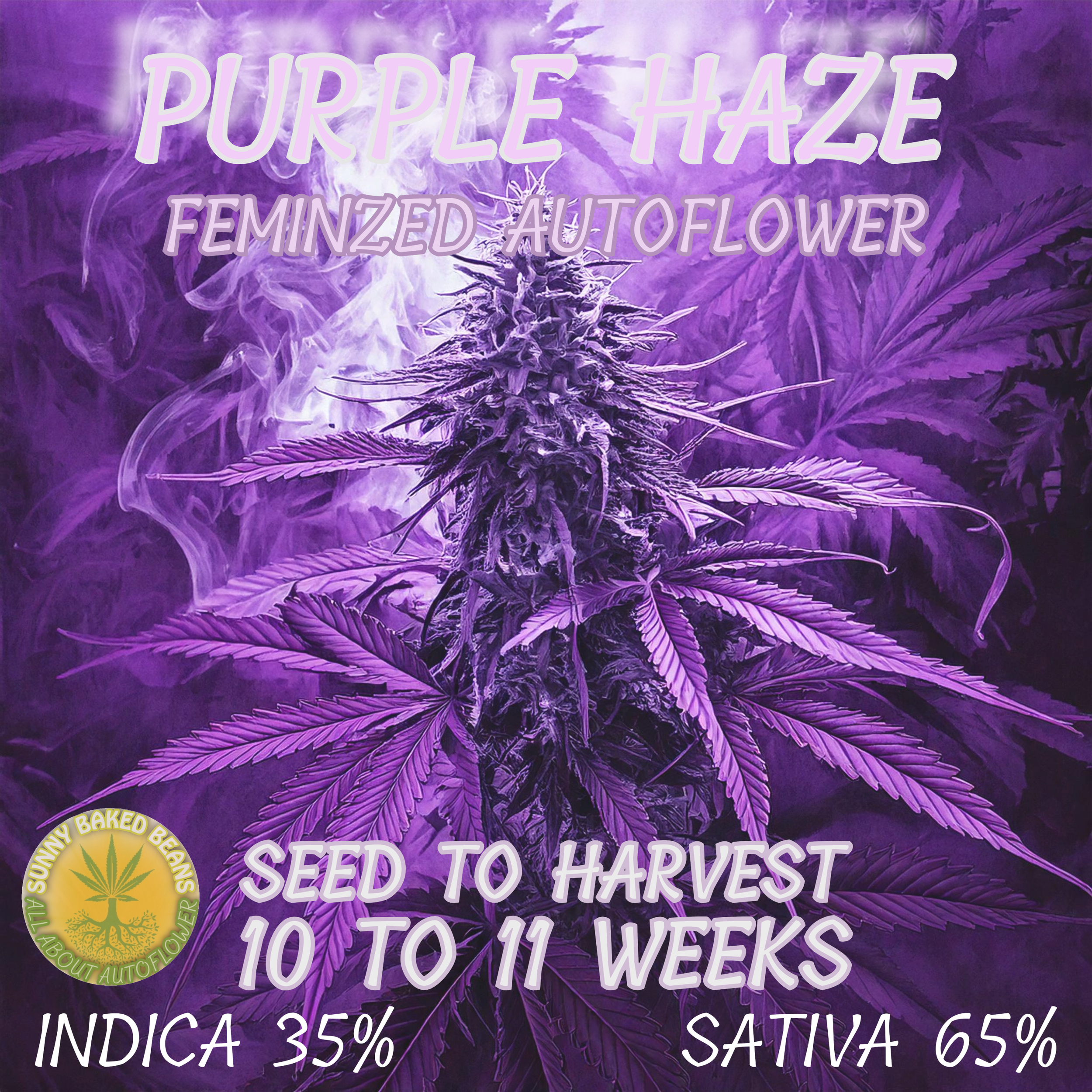 Purple Haze