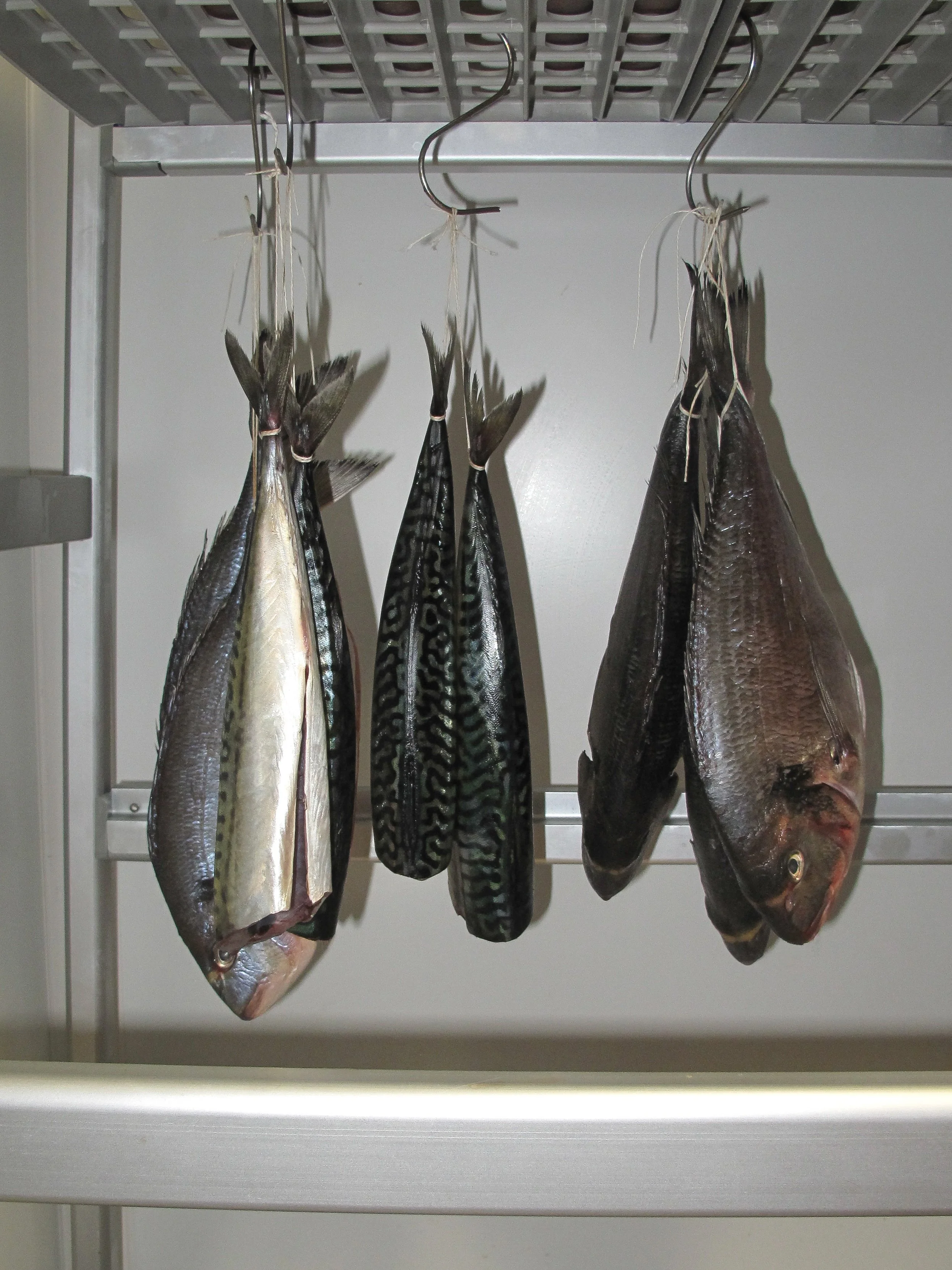 Four fish hanging on metal hooks inside a refrigerator or freezer.