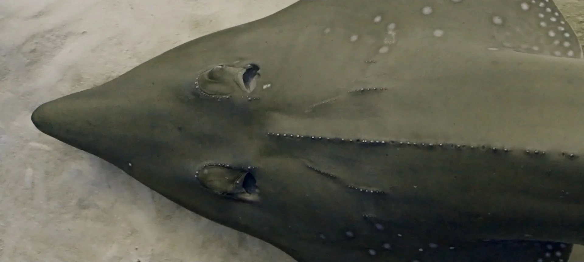 Guitar Shark by @ras.underwater 2.jpg