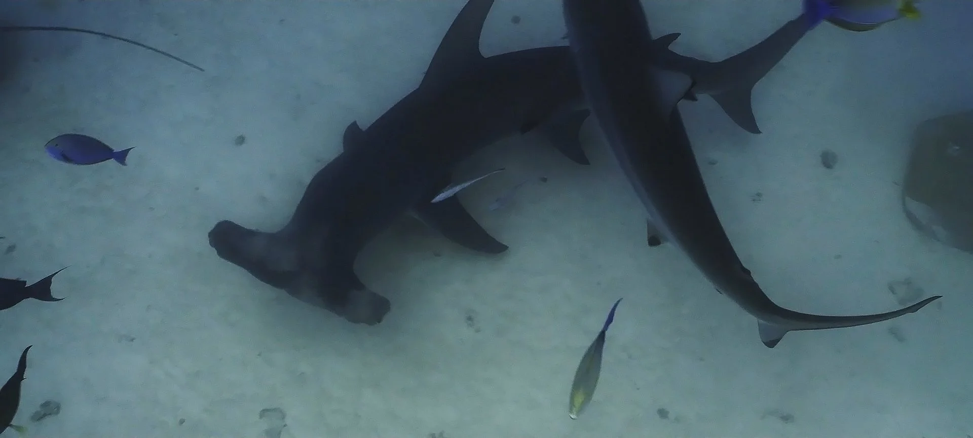 FEMALE VOICES clean.00_00_59_22.Still013.jpg