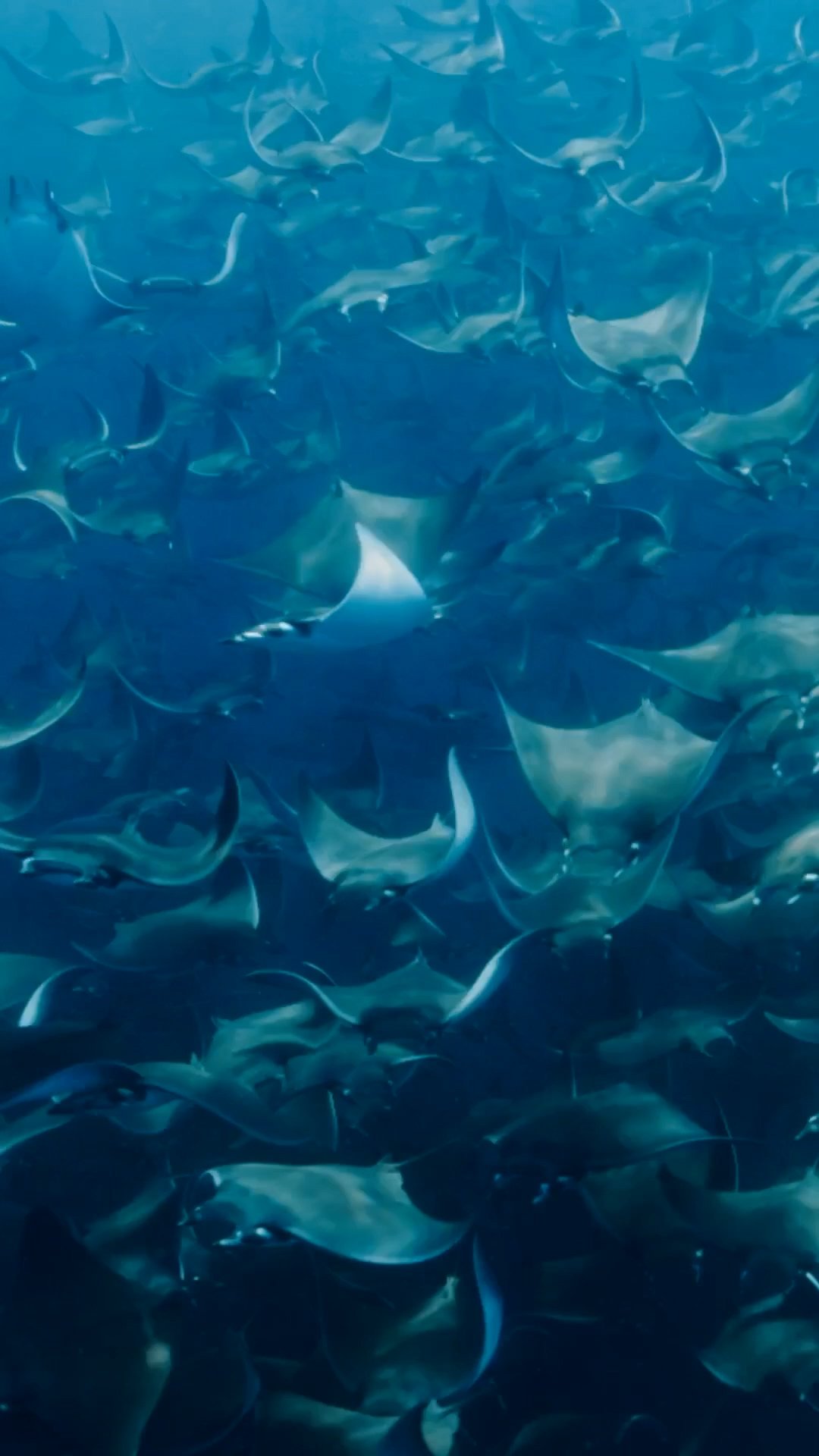 Edit 7 VERTICAL.00_00_26_02.Still003.jpg