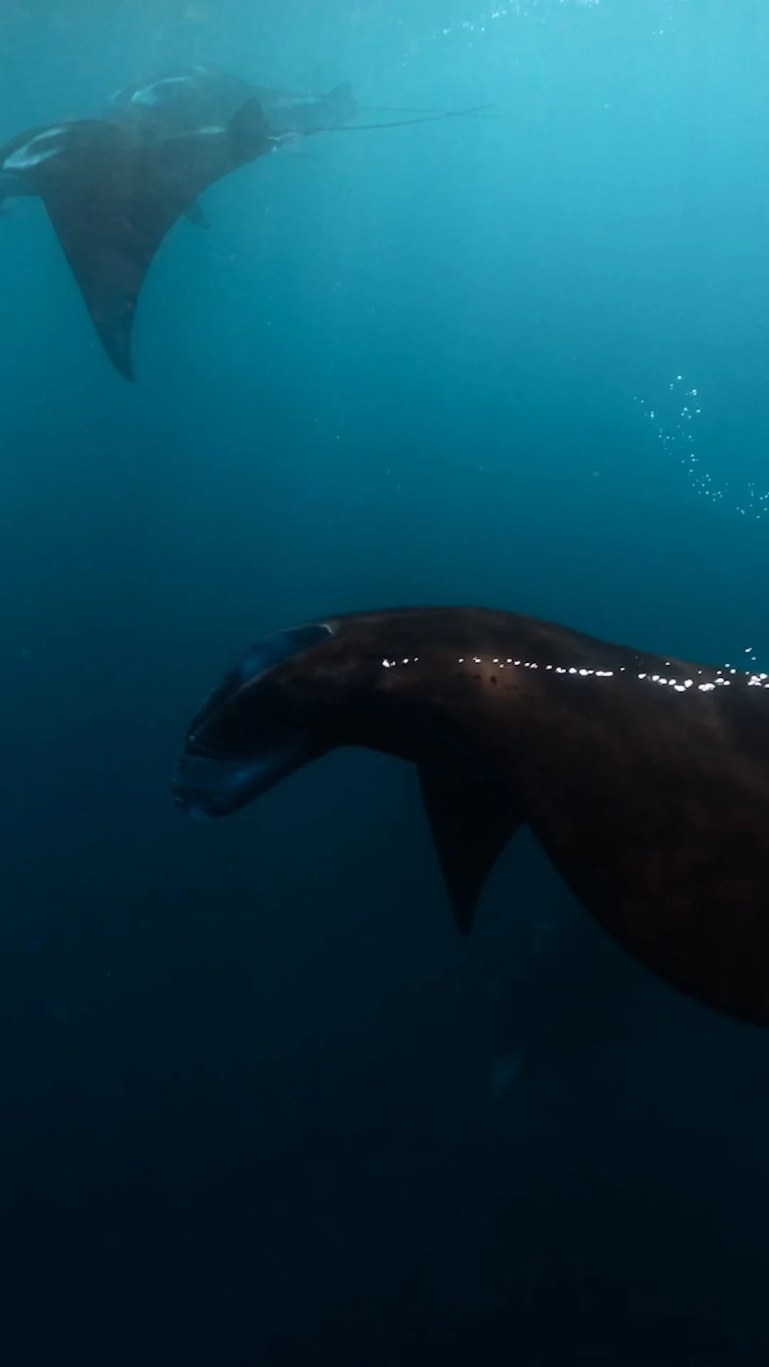 Edit 7 VERTICAL.00_00_23_02.Still005.jpg