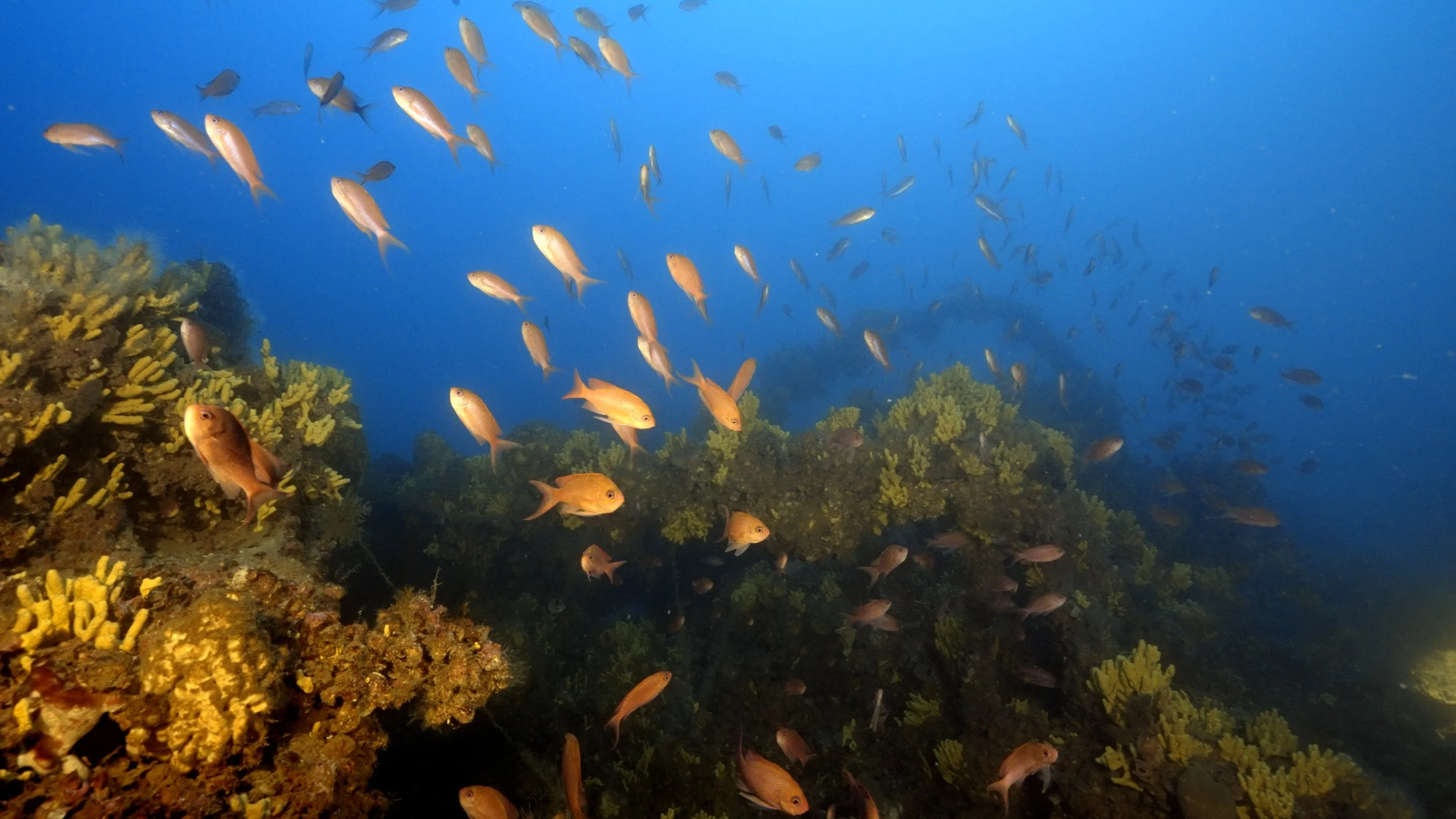 Midilli_Gallipoli_Sameh Sokar_Gallipoli Wrecks Dive Centre 3.jpg