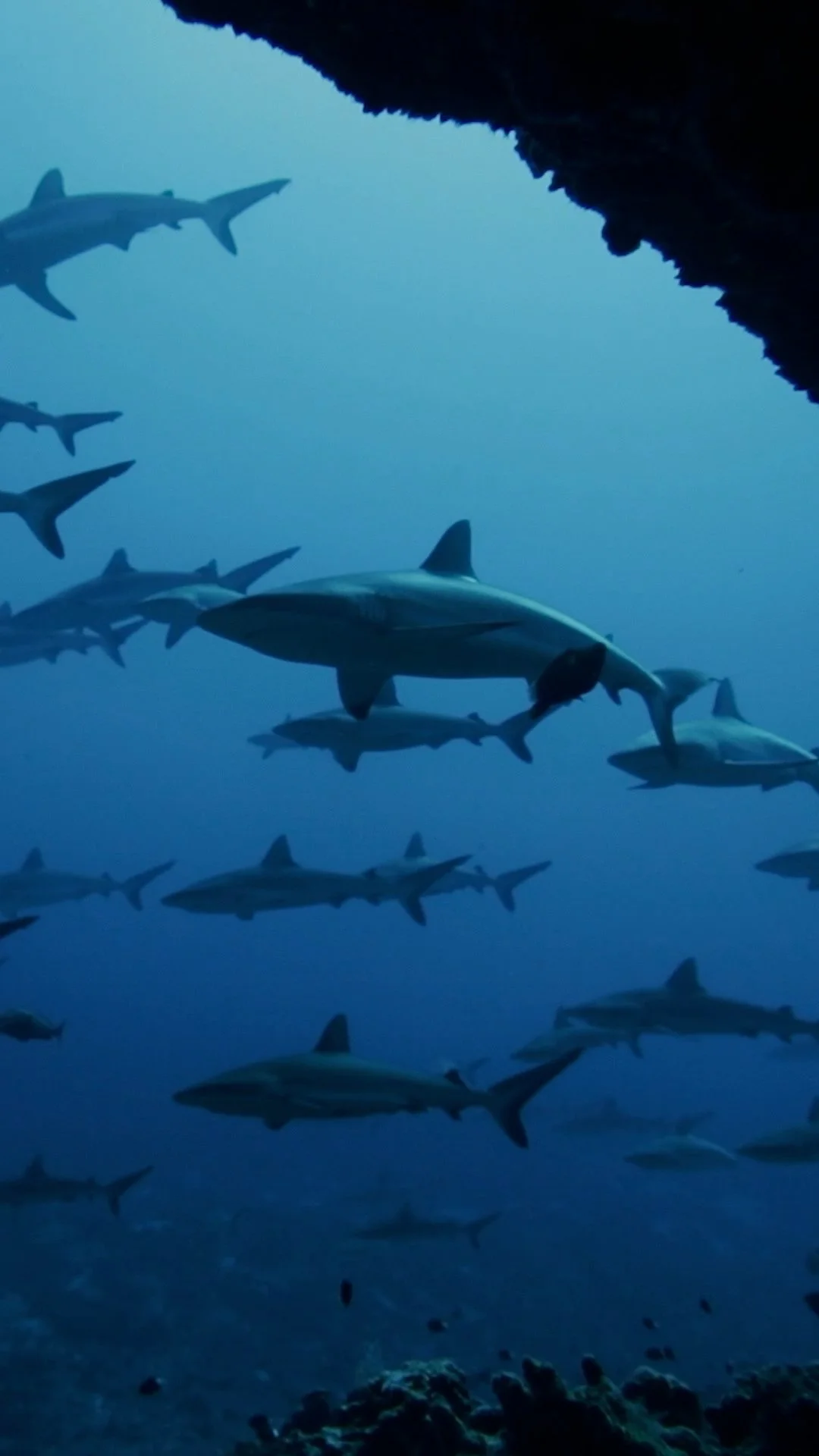 Edit 7 VERTICAL.00_00_40_08.Still007.jpg