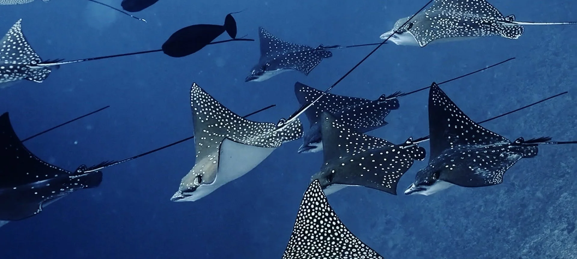 FEMALE VOICES final.00_00_44_05.Still010.jpg