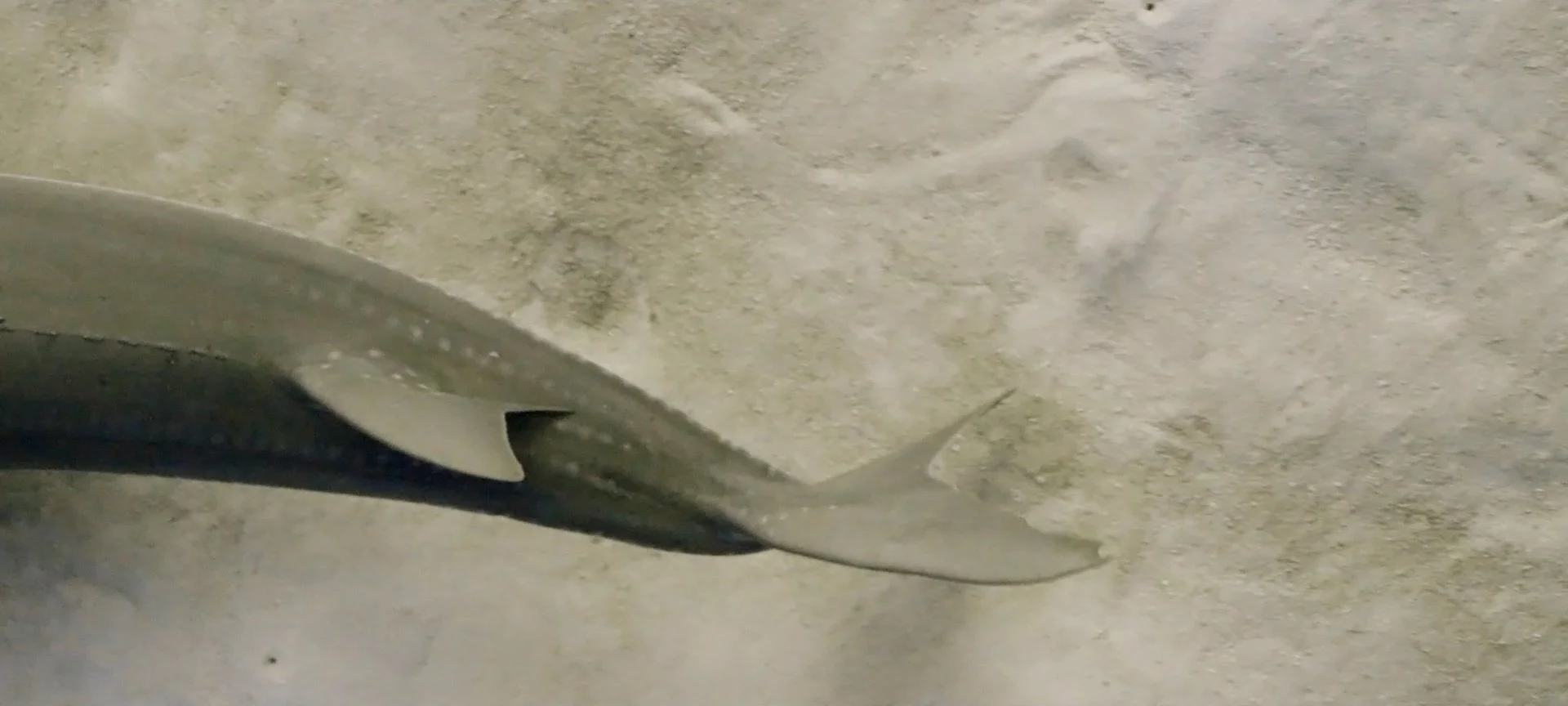 Guitar Shark by @ras.underwater 3.jpg