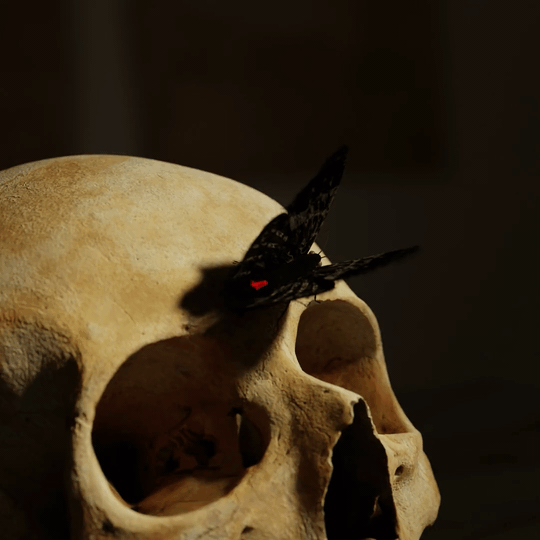 angel of death