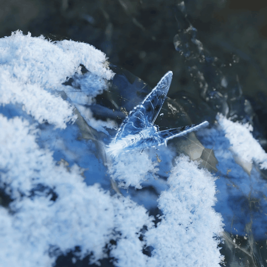 cold summer