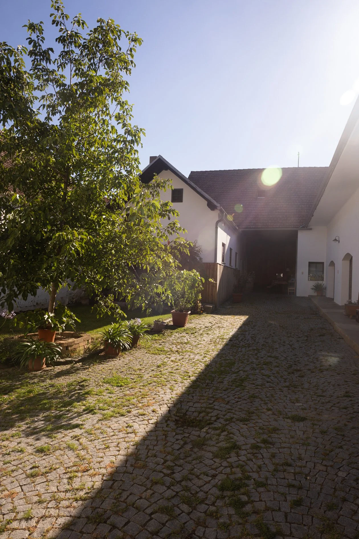 Ein Innenhof mit kleinen Pflastersteinen, einige Töpfe mit Pflanzen, einem großen Baum auf der linken Seite und einem weißen Haus mit dunklem Dach im Hintergrund, Sonnenlicht und Schatten im Hof.