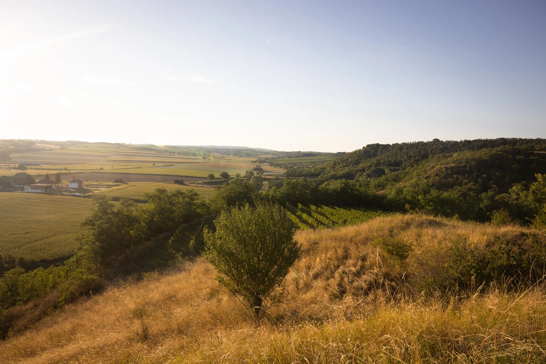 Landschaft mit Feldern, Bäumen und Hügeln bei Sonnenuntergang oder Sonnenaufgang.