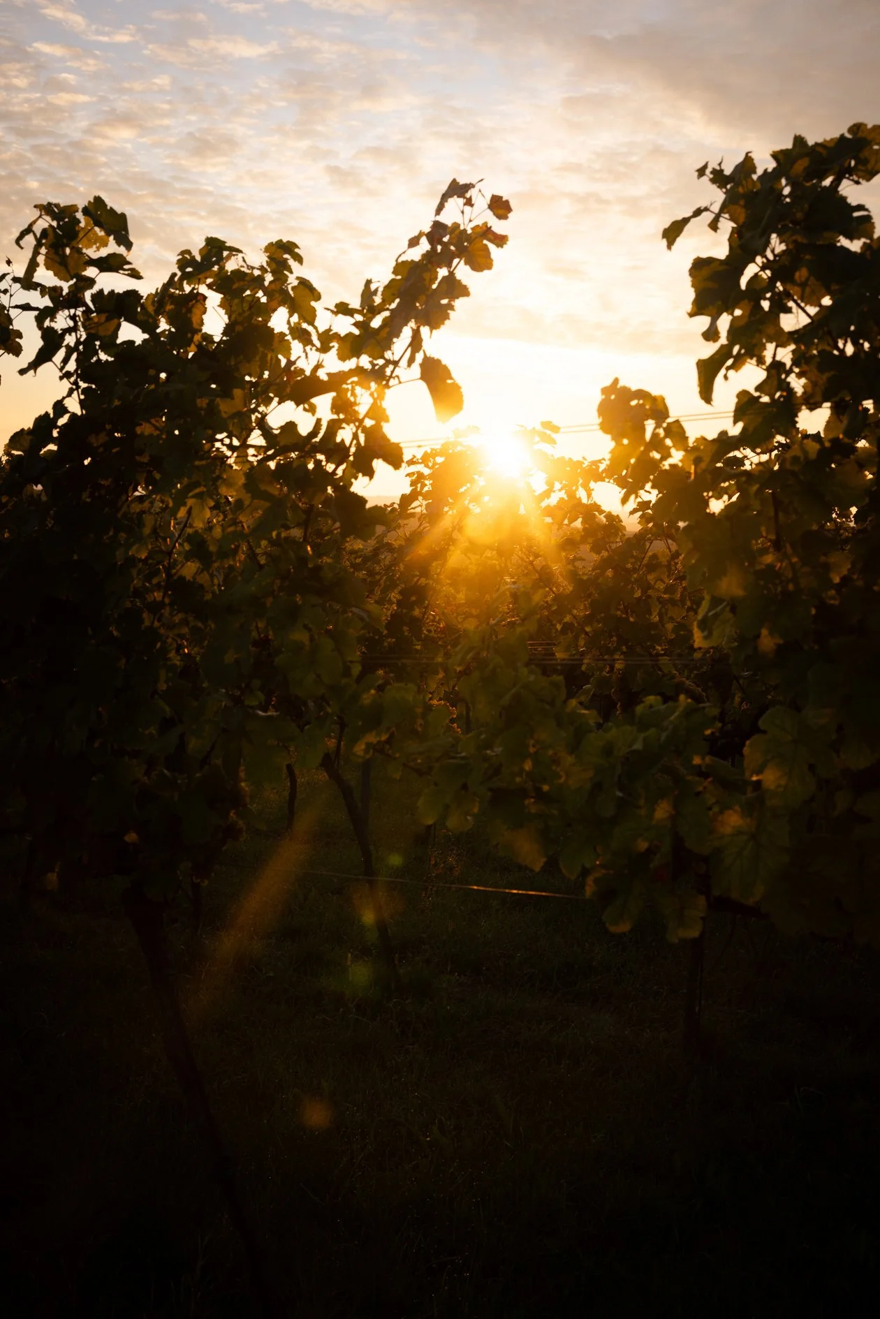Weinreben im Sonnenuntergang mit goldener Sonnenstrahlung und ein paar Wolken am Himmel.