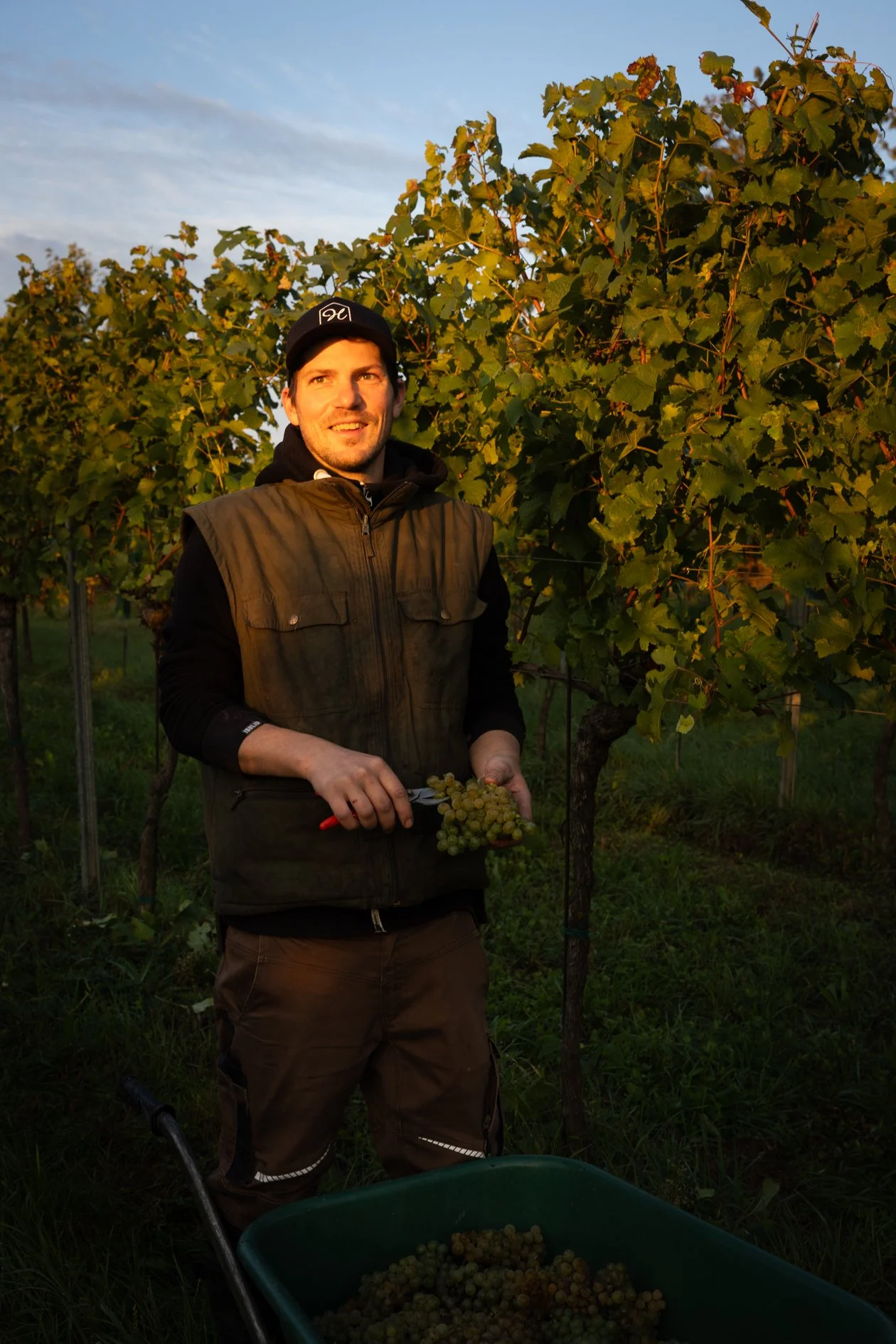 Arnold Holzer in seinem Weingarten bei der Lese bei Sonnenuntergang oder Sonnenaufgang, er hält Weintrauben in der Hand und schneidet sie ab, um sie zu ernten.