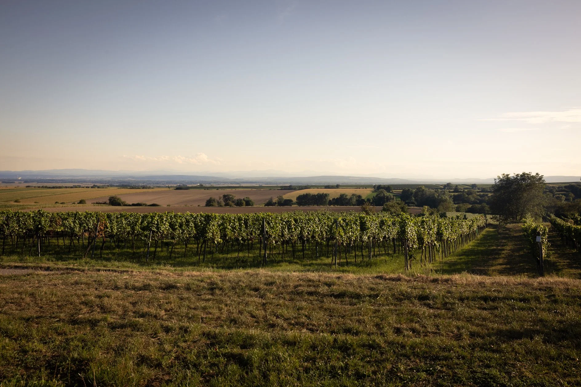 Wagramer Weingarten in der Dämmerung, landwirtschaftliche Nutzflächen wie Wiesen und Äcker mit Hügel im Hintergrund, klarer Himmel.