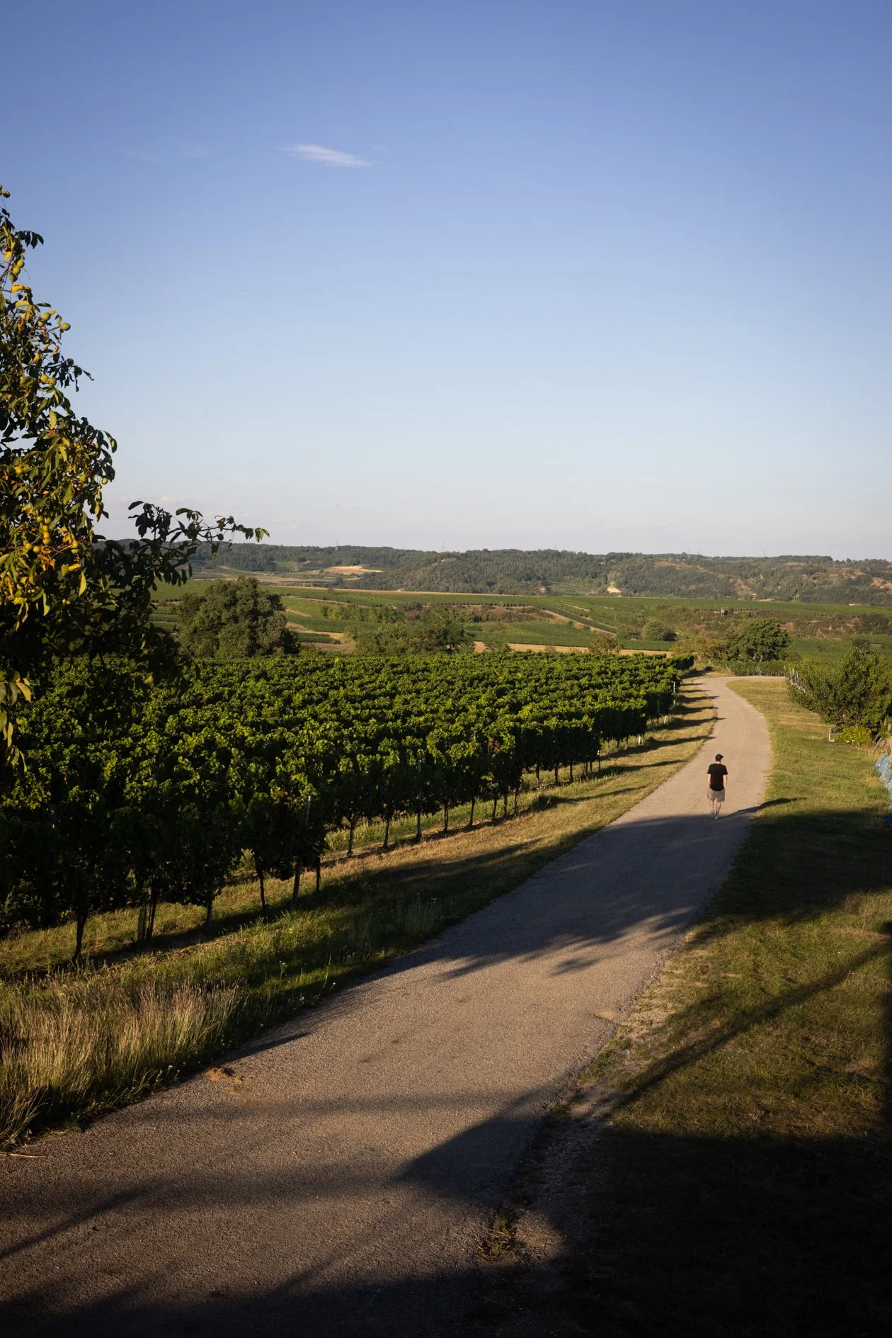 Ein Wanderer geht auf einem Weg durch eine Weinlandschaft mit Weinreben und Hügeln im Hintergrund bei sonnigem Wetter.