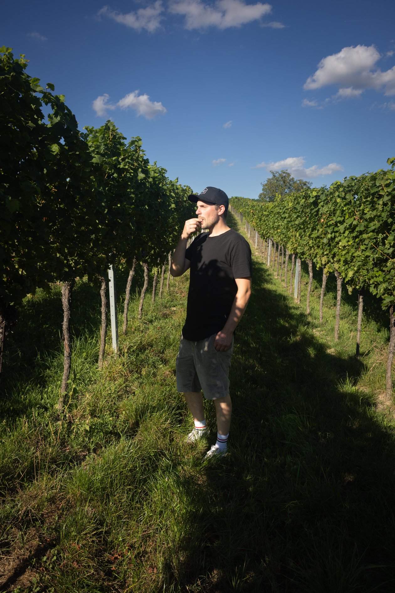Arnold Holzer in dunklem T-Shirt, Shorts und Kappe steht in seinem Weingarten bei blauem Himmel und verkostet erste Weintrauben.