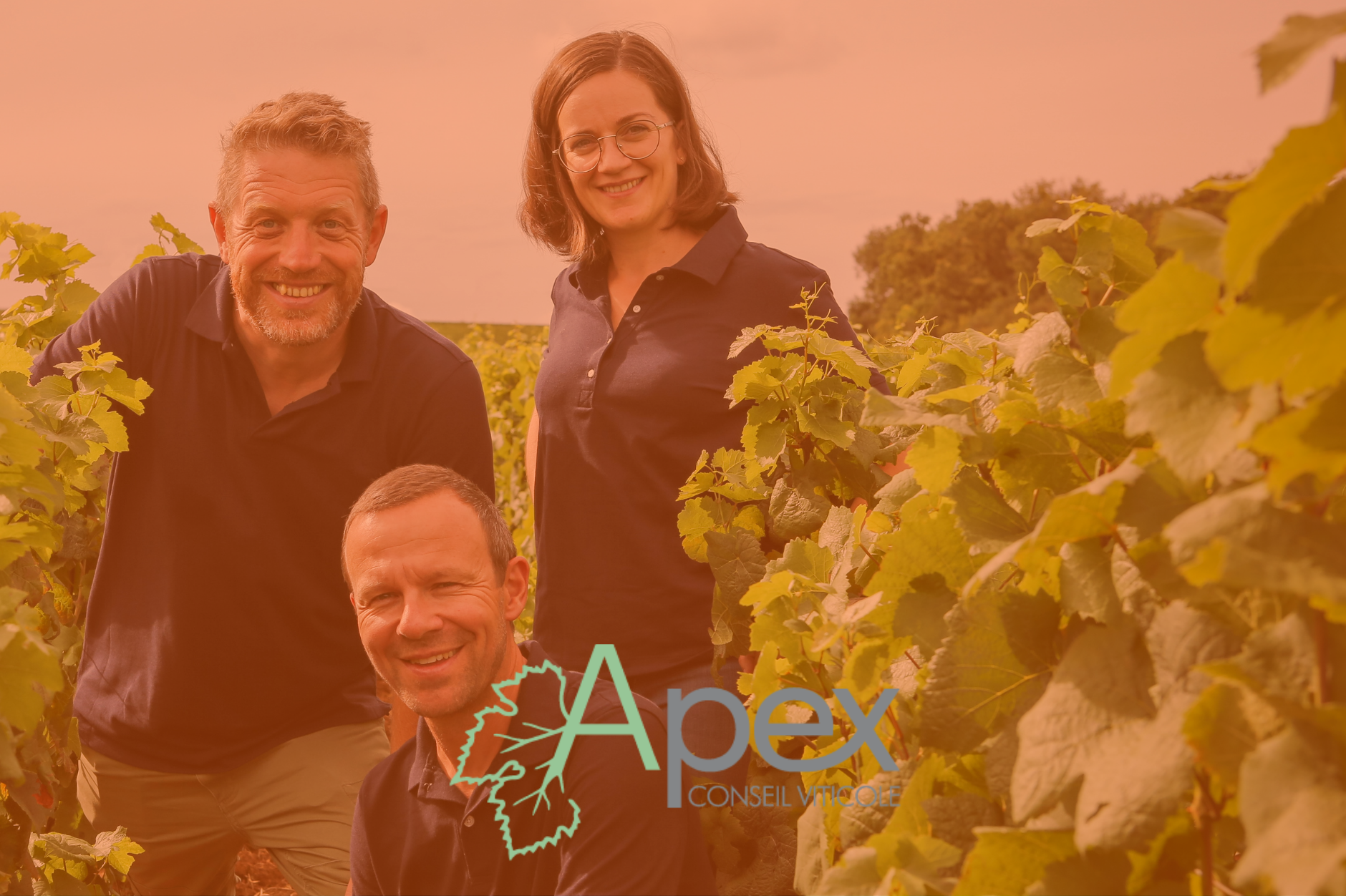 Groupe de quatre personnes souriantes dans un vignoble, logo Apex Conseil Viticole avec une feuille de vigne. Fin de journée ou début de soirée, ciel clair.