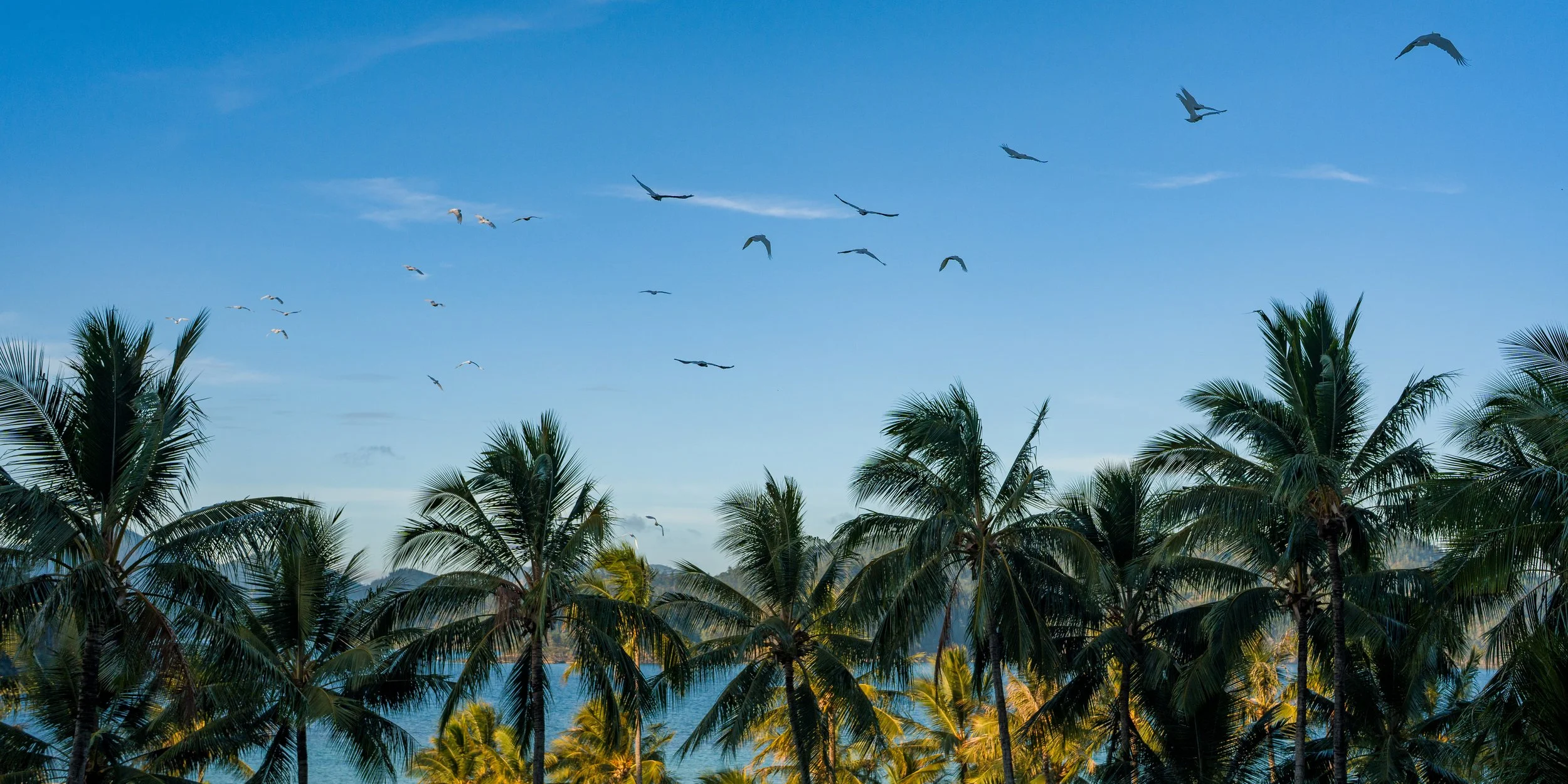 Tropical scene with palm trees and birds flying in the sky over water.