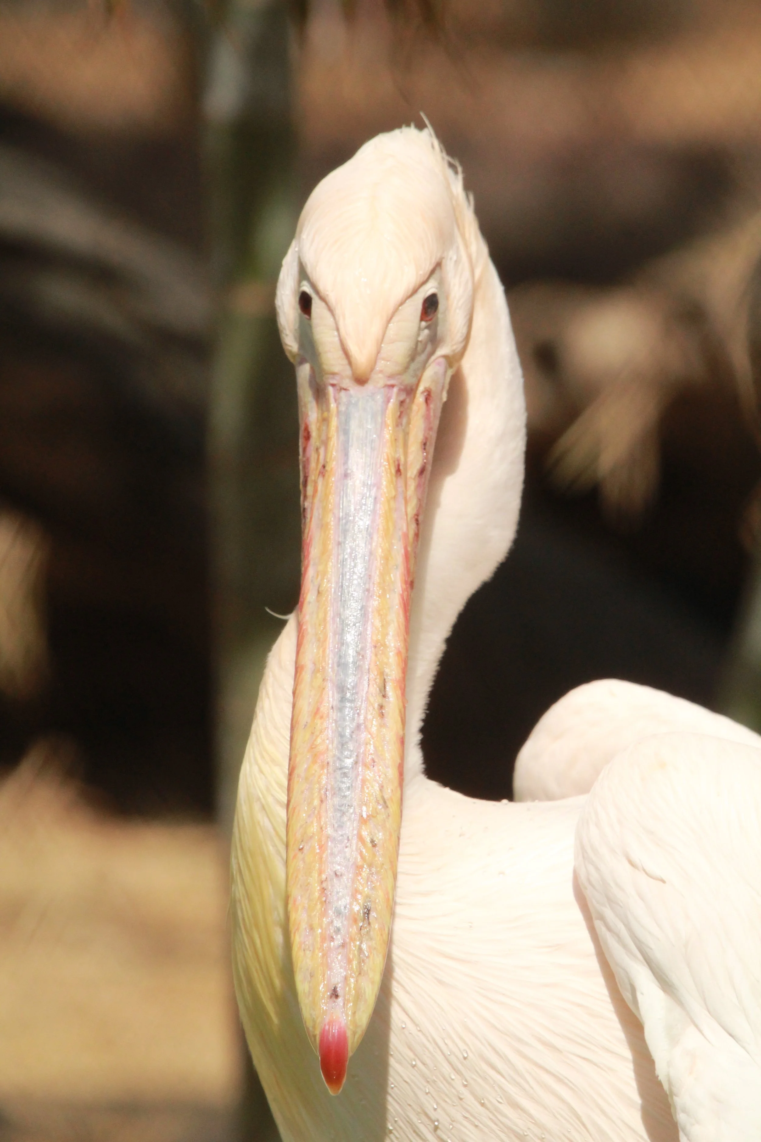 Pose for the camera!