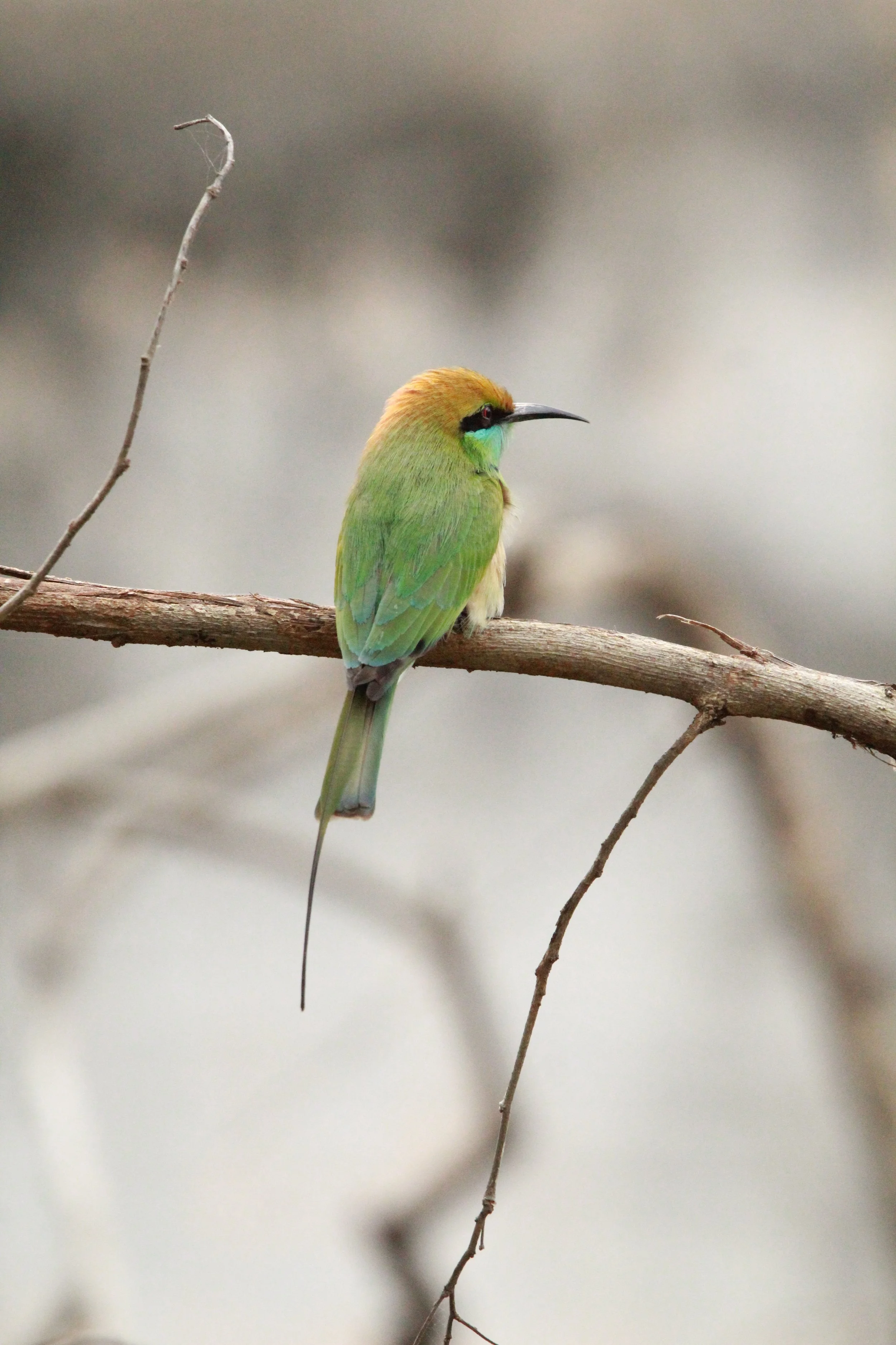 Green Bee Eater