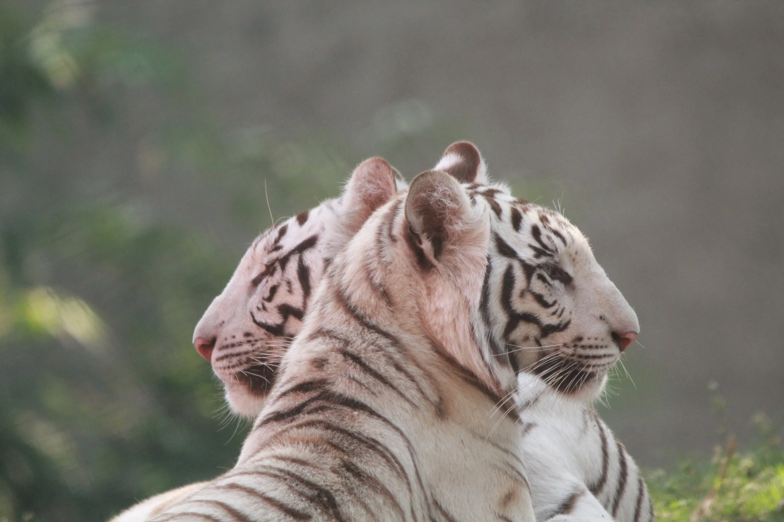 Three white tigers with black stripes sitting outdoors, facing sideways, with blurred greenery in the background.
