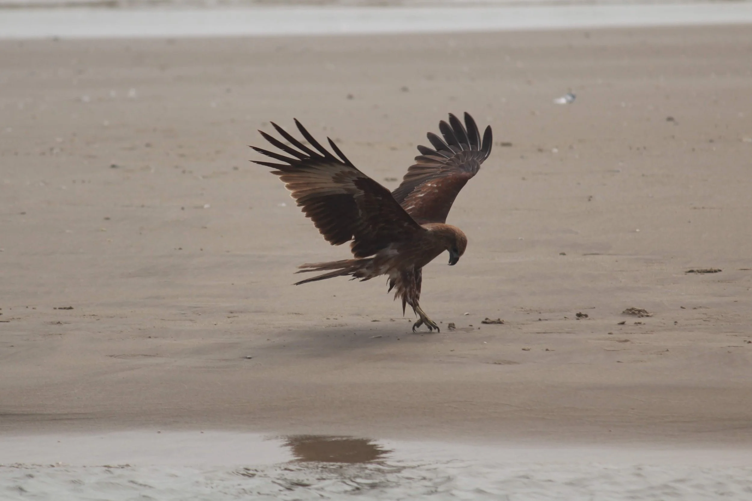A bird of prey, possibly a hawk or eagle, on a sandy beach with its wings partially spread and its head bent downward, near some water reflection.